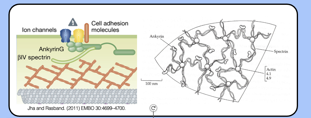 <p><span style="font-family: "Helvetica Light";">&nbsp;- the actin cytoskeleton of the AIS is organized into a sub-membrane network by the actin-binding protein <em><u>βIV spectrin</u></em>.</span></p><p><span style="font-family: "Helvetica Light";">&nbsp;- a similar sub-membrane network exists beneath the membrane of red blood cells, where spectrin was discovered.</span></p><p><span style="font-family: "Helvetica Light";">&nbsp;- through its many protein–protein interacts, the actin–spectrin network is the glue that holds the AIS together.</span></p>