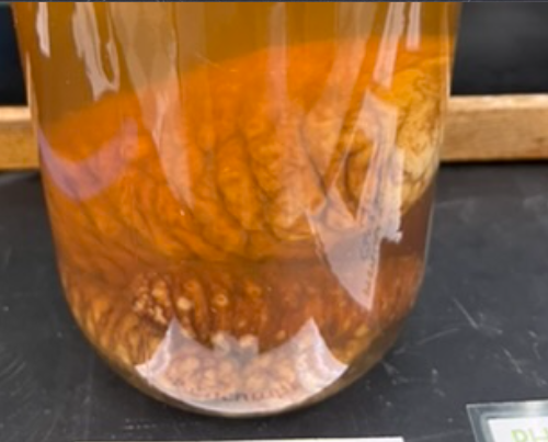 <p>What is this? Phylum and class?</p>