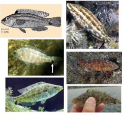 <p>Grey wrasse</p>