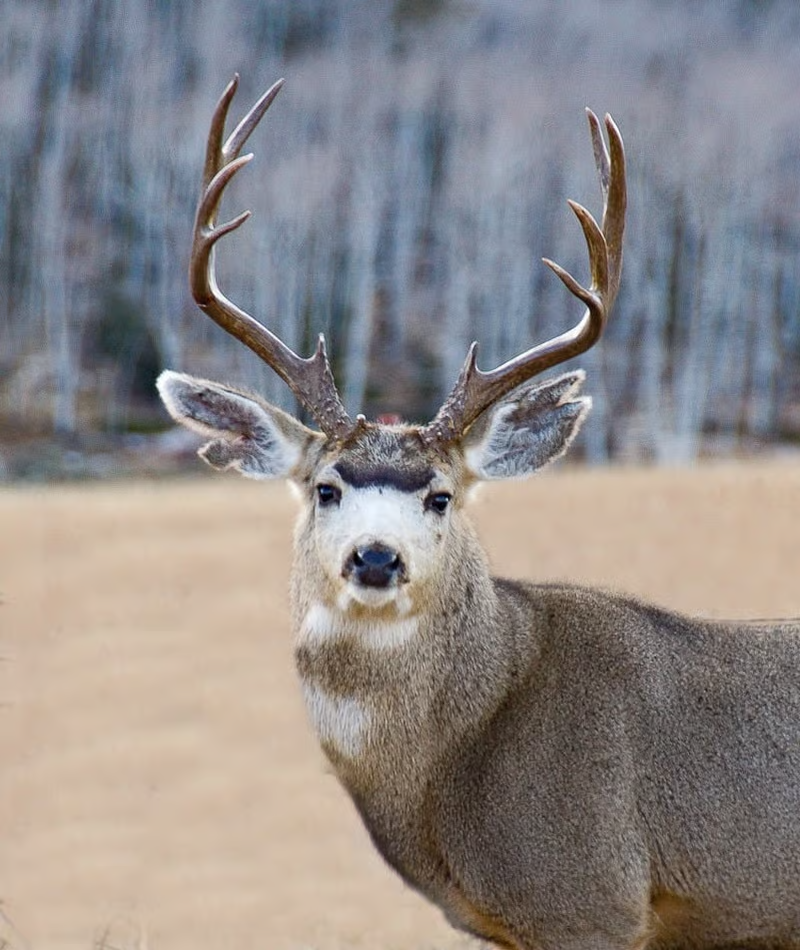 <p>Common Name: Mule deer</p><p>*Must know skull</p>