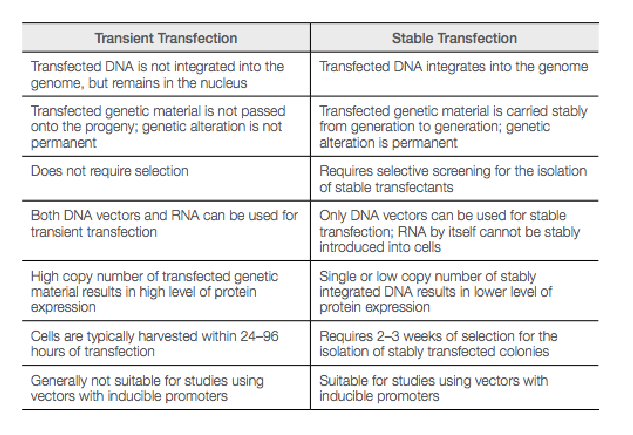 <p>transient: not integrated in genome but remains in nucleus, not passed onto progeny/genetic alteration is not permanent, does not require selection, high copy number of material results in high level of protein expression, generally not suitable for studies using inducible vectors</p><ul><li><p>both DNA/RNA vectors can be used</p></li><li><p>harvested 24-96 hrs after transfection</p></li></ul><p>stable: integrated into genome carried stably from gen. to gen./genetic alteration is permanent, requires selective screening for stable transfectants, single/low copy number of integrated</p>