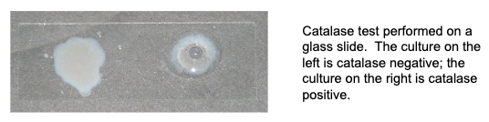 <p><u>Left: </u>negative for the presence of catalase</p><p><u>Right:</u> bubbling, positive for presence of catalase</p>