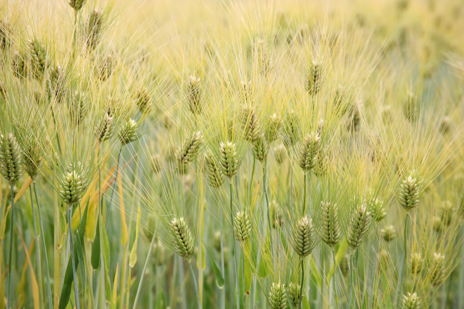 <p>Barley</p>