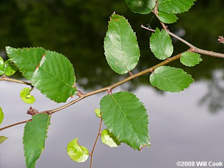 <p>Native to AR</p><p>only species in genus Planera</p><p>bottomland habitat</p><p>drupe fruits ripe in april, corky protrusions</p><p>leaves simple, alternate</p><p>irregularly serrated</p><p>shaggy bark</p><p>samara fruits</p>