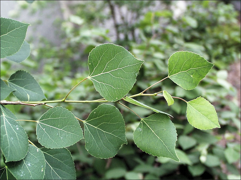 <p>simple, heart-shaped small leaves with finely serrated margins </p>