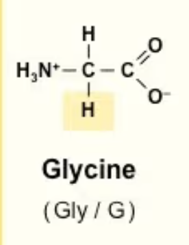 <p>Gly/G<br>literally just an H<br>Neither strongly polar nor nonpolar</p>