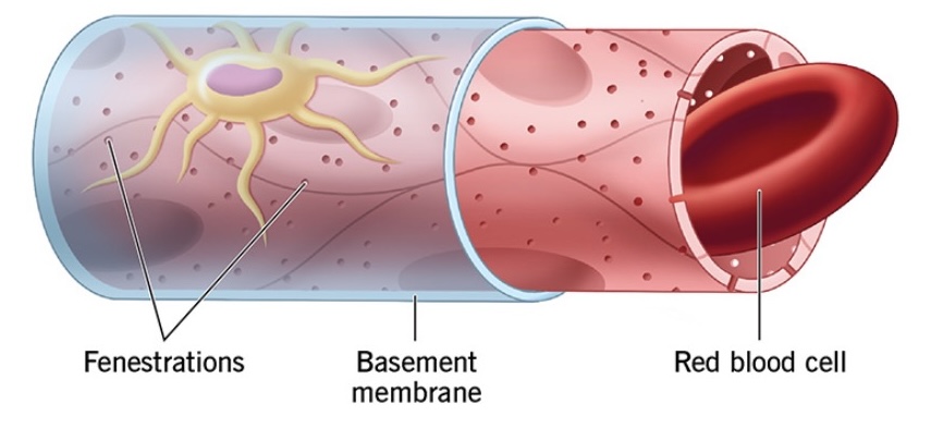 <p>(L. “window”) permeable to molecules and peptides (i.e. hormones)</p>