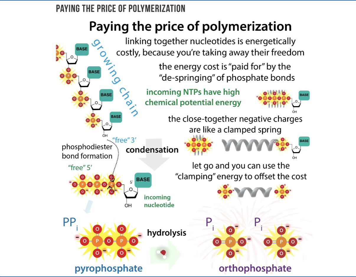 <ul><li><p>decrease in entropy</p></li><li><p>free-floating independent molecules move to single/organized rigid chain —> reduces disorder</p></li></ul><p></p>