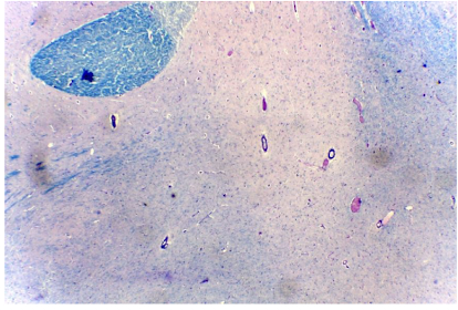 <p>What is this an image of?</p>