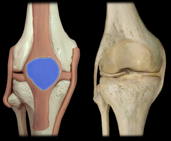<p>anterior</p>