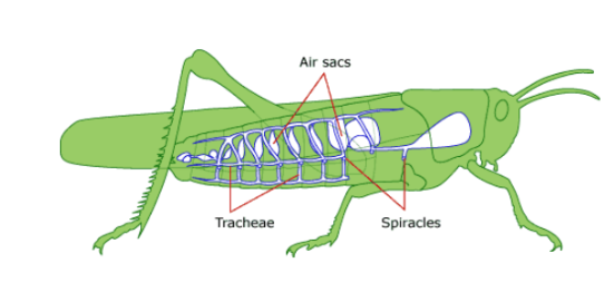 <ul><li><p>If <strong>Aquatic</strong> – use gills: structures which extract oxygen from water as it flows over the surfaces </p></li><li><p>Gills are poorly adapted for land- Exposing the large surface area of the respiratory membranes to air causes too much evaporation.  If the gills dry out, gas exchange cannot occur.</p></li><li><p>If <strong>Terrestrial</strong> – use lungs and/or sacs: Paired organs consisting of branching passage ways into which air is drawn and elastic sacs for gas exchange</p></li></ul><p>Ex. Insects: </p><p>Opening in the side of the body called spiracles allow oxygen to enter a system of tubes called the trachea.  The trachea deliver oxygen to air sacs which are in direct contact with the body cells for diffusion. Carbon dioxide enters the air sacs, trachea and exits the body through the spiracles. Muscular actions of the body act as the pump to draw air in and push it out.</p><p></p>