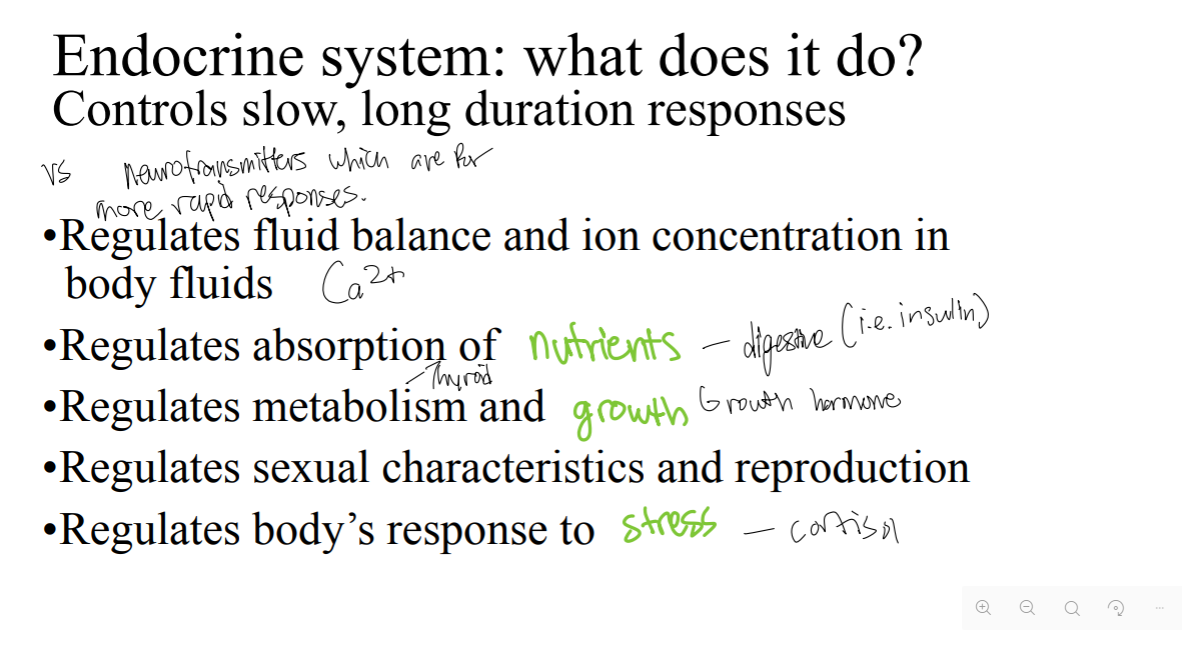 <p>What does the endocrine system do and how does it compare to neurotransmitters?</p>