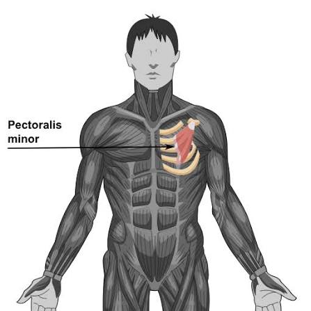 <p>Pectoralis minor</p>