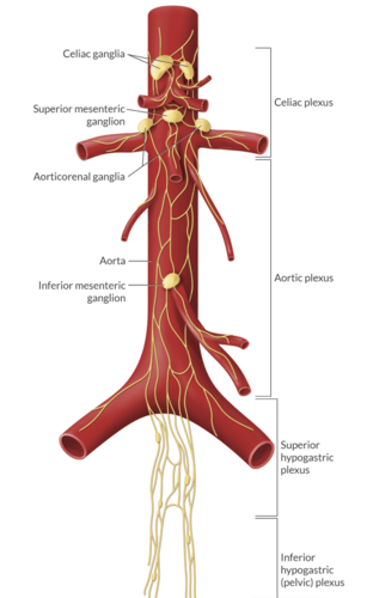 <p>what is the superior mesenteric ganglia and plexus parasympathetically innervated by?</p>