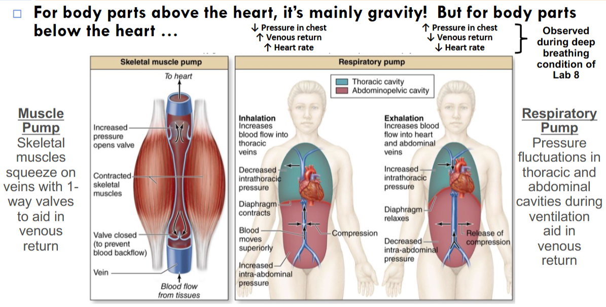 <p>How is venous return accomplished?</p>