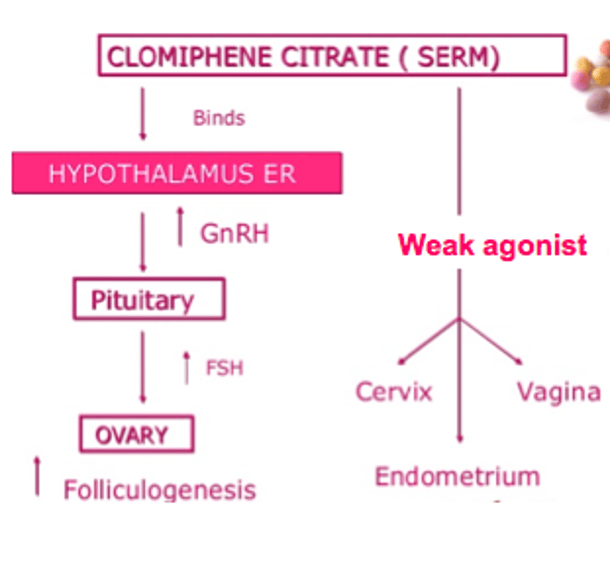 <p>estrogen agonist/antagonist</p><p>-bind to estrogen receptor in hypothalamus, blocking neg feedback</p><p>-hypothalamus thinks theres not enough estrogen-> increased GnRH output= more FSH= more estradiol</p><p>triggers ovulation, increases estrogen, helps with fertility issues</p>