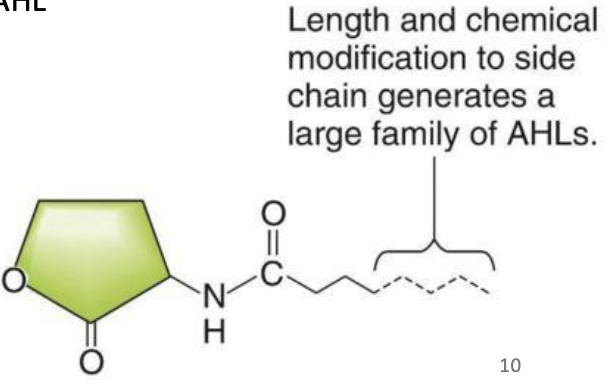 <p><strong>Lux, a prototypical quorum-sensing system</strong></p><ul><li><p>When grown to high density, the cells produce <strong><em>N-acyl-homoserine lactone (AHL).</em></strong></p><ul><li><p>This autoinducer stimulates <strong><em>luminescence</em></strong>.</p></li><li><p>The <strong><em>LuxI</em></strong> protein catalyzes AHL synthesis.</p></li><li><p> At low density, the cells don’t produce enough AHL to induce light emission.</p></li></ul></li><li><p>Examination of how cells detect levels of AHL has been an area of active research. </p><ul><li><p><strong><em>LuxR</em></strong> regulator transcriptional activator interacts with AHL when it reaches a high enough concentration.</p></li><li><p>The complex binds the “lux box” DNA regulatory site.</p></li><li><p>This leads to transcription of luxA/luxB (coding for the luciferase protein) and luxI (positive feedback loop forming more AHL).</p></li></ul></li></ul><p></p>