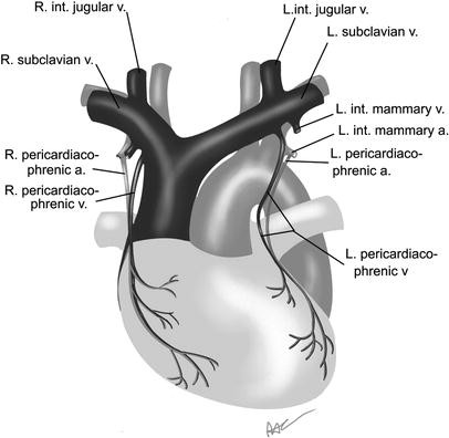 <p>a branch of the internal thoracic artery that supplies blood to the pericardium and diaphragm.</p><p></p>