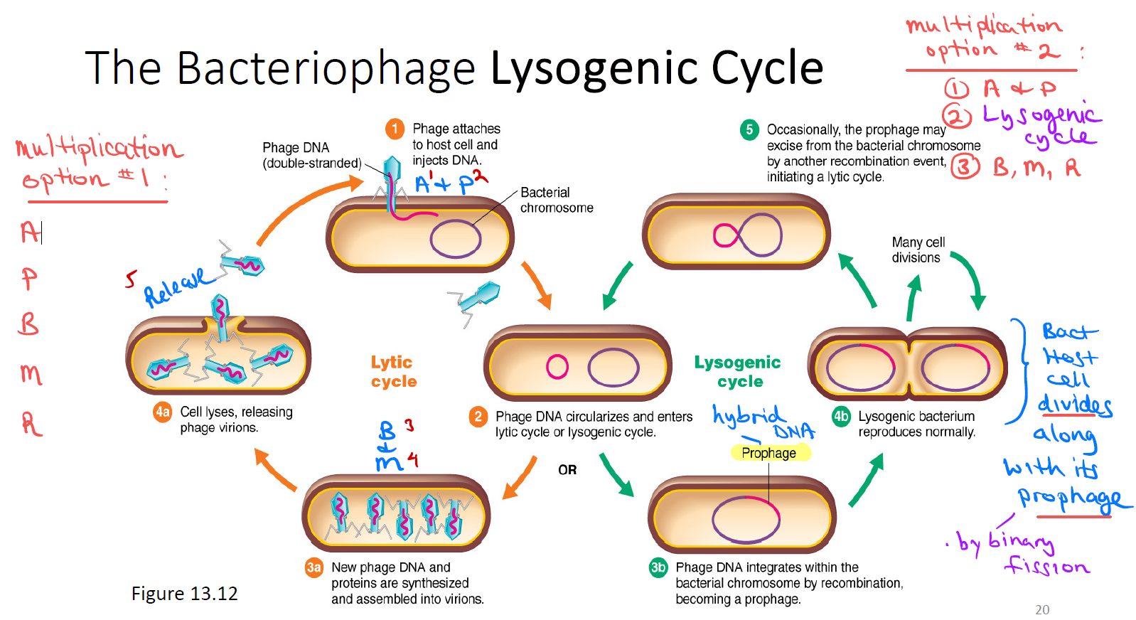 <ol><li><p>Lytic cycle (make/assemble new virions → cell lyses (cell ruptures/dies virions released).</p></li></ol><p></p><ol start="2"><li><p>Lysogenic cycle (integrates as prophage → cell divides normally). Prophage can later excise and re-enter the lytic cycle.</p></li></ol><p></p>