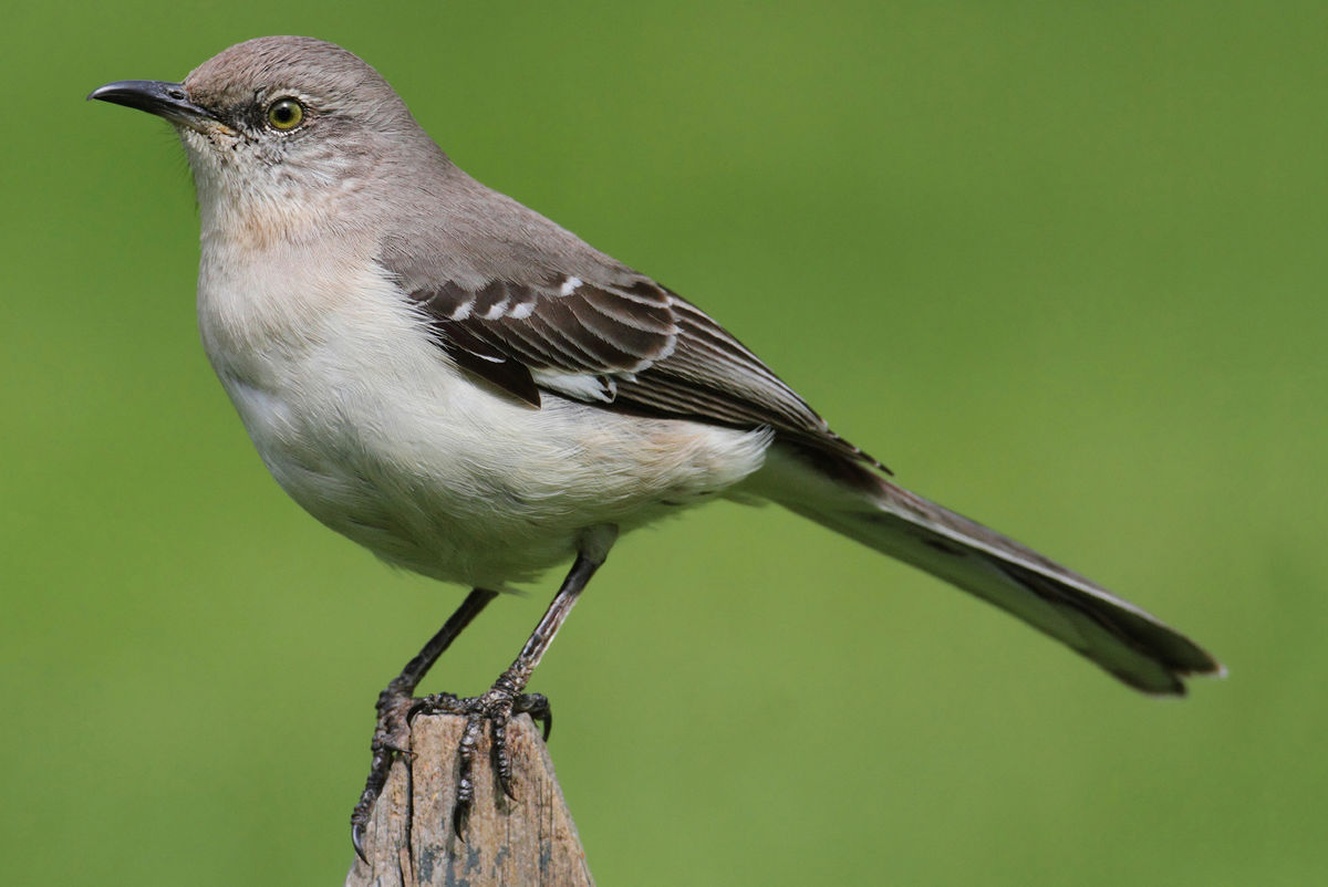 <p>Northern Mockingbird</p>