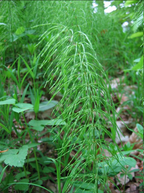 <p><span>An ancient, spore-bearing perennial</span>, this plant features slender, jointed, hollow main stems. Sterile stalks reach up to 50 cm in height and produce delicate, horizontal to drooping branches with three or four teeth on the sheaths. It thrives in damp, shaded habitats like forest edges and streambanks.</p>