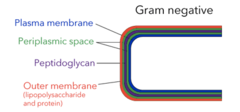 <p>plasma membrane > periplasmic space > peptidoglycan > outer membrane (LPS and protein)</p>