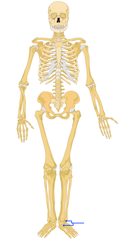 <p>ankle</p>