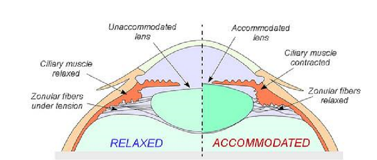 <p>near target → zonules relax → lens width increases (accommodated lens) </p><p>distant target → zonules strained → lens width decreases </p>