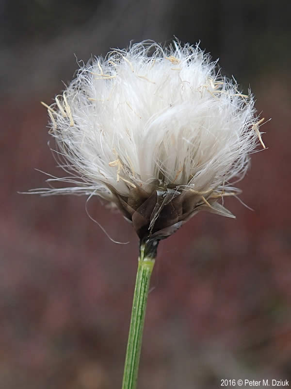 <p>Tuvull - Eriophorum vaginatum</p>