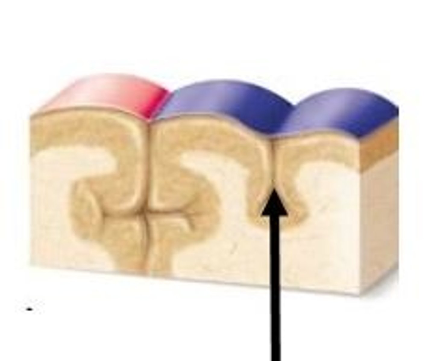 <p>small grooves or valleys</p>