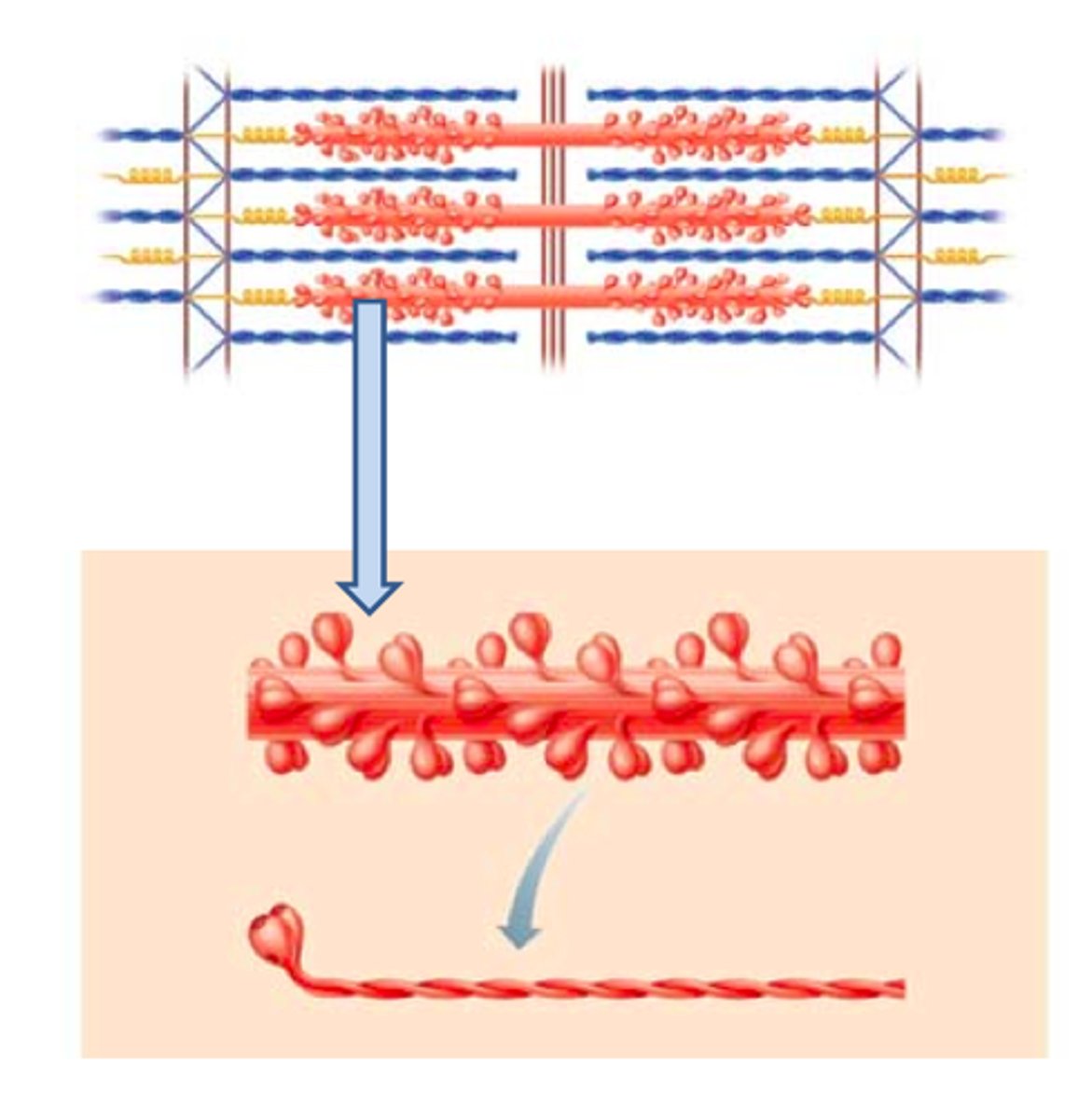 <p>In the center of the sarcomere and overlapping the inner ends of the thin filaments is a cylindrical bundle of thick (myosin) filaments. Thick filaments consist largely of myosin molecules. They also contain ATPase enzymes that split ATP (energy-storing molecules) to release the energy required for muscle contraction. Both ends of a thick filament are studded with knobs called myosin heads.</p>