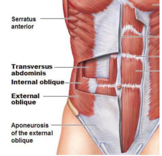 <ul><li><p>transversus abdominis</p></li><li><p>internal + external obliques</p></li><li><p>iliacus</p></li></ul><p></p>