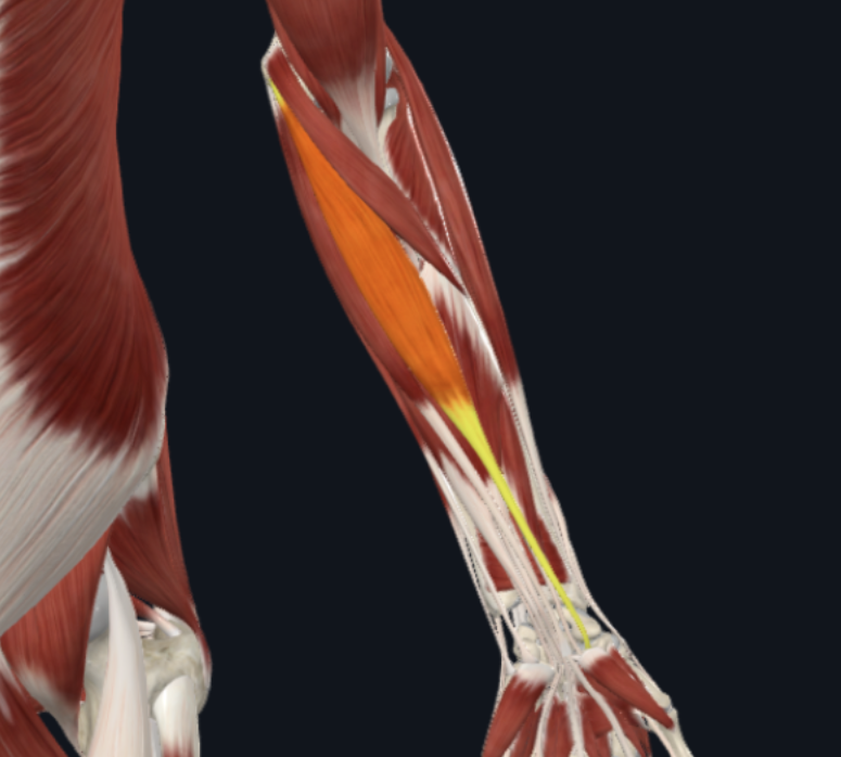<p>What is the muscle shown in the photo?</p>