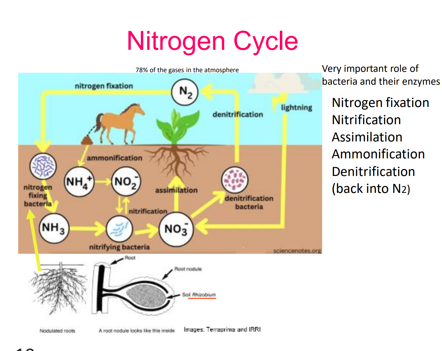 <ol><li><p><strong>nitrogen fixation</strong>: Specialized <strong>nitrogen-fixing bacteria</strong> (shown interacting with root nodules at the bottom, labeled <em>Soil Rhizobium</em>) convert atmospheric N<sub>2</sub> gas into ammonia NH<sub>3</sub></p></li><li><p><strong>nitrification</strong>: NH<sub>3</sub> is converted by <strong>nitrifying bacteria</strong> into ammonium(NH<sub>4</sub>+), the nitrite (NO<sub>2</sub>-) the nitrate (NO<sub>3</sub>-)</p></li><li><p>assimilation: plants use nitrogen through roots, create building molecules through it, and then it is acquired by animals that eat roots</p></li><li><p>denitrification: roots takes remaining nitrate in the soil and converts back into nitrogen gas and into the air </p></li></ol><p></p>