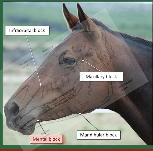 <p>Equine dental developmental abnormalities can involve:</p><ul><li><p><span data-name="1234" data-type="emoji">🔢</span> Tooth number</p></li><li><p><span data-name="tooth" data-type="emoji">🦷</span> Morphology</p></li><li><p><span data-name="round_pushpin" data-type="emoji">📍</span> Position in the dental arcades</p></li></ul><p></p><p><span data-name="tooth" data-type="emoji">🦷</span> Tooth Anatomy</p><p>Horses have <strong>hypsodont teeth</strong> = continue to grow their whole life → <strong>2–3 mm each year</strong>.</p><p>Tooth divided into:</p><ul><li><p><strong>Crown</strong> → visible</p></li><li><p><strong>Reserve crown</strong> → hidden in alveolar bone</p></li><li><p><strong>Apex/root</strong> of tooth</p></li></ul><p>Tooth consists of:</p><p><strong>Outer → inner:</strong></p><ul><li><p>Cementum, Enamel, Dentin, Pulp</p></li></ul><p>Types</p><ul><li><p>Incisors, Canines, Premolars, Molars</p></li></ul><p></p><p><span data-name="1234" data-type="emoji">🔢</span> Numbering System</p><p>Two systems:</p><p><span data-name="one" data-type="emoji">1⃣</span><strong> Based on type of teeth</strong></p><ul><li><p>PM1, M2, etc.</p></li></ul><p><span data-name="two" data-type="emoji">2⃣</span><strong> Triadan system</strong></p><p></p><p><span data-name="abacus" data-type="emoji">🧮</span> Dental Formula</p><p>Deciduous teeth</p><p><strong>I 3/3, P 3/3 × 2 = 24</strong></p><ul><li><p>12 incisors</p></li><li><p>12 molars</p></li></ul><p><span data-name="horse_face" data-type="emoji">🐴</span> Permanent teeth</p><p><strong>I 3/3, C 1/1, P 3 or 4/3, M 3/3 × 2 = 36–44</strong></p><p><span data-name="arrow_right" data-type="emoji">➡</span> Depends on presence of:</p><ul><li><p>Canines</p></li><li><p>P1 = <strong>wolf teeth</strong></p></li></ul><img src="https://assets.knowt.com/user-attachments/fc5e6ae9-f463-4dfe-83ee-1b8a04b0c2d2.png" data-width="25%" data-align="center" alt="" style="display: block; width: 25%; margin-left: auto; margin-right: auto;"><p><span data-name="alarm_clock" data-type="emoji">⏰</span> Eruption Schedule</p><ul><li><p>Foals are born with <strong>4 premolars</strong></p></li><li><p><span data-name="warning" data-type="emoji">⚠</span> Critical age = <strong>2.5 years</strong></p></li><li><p>Replacement of <strong>12 teeth</strong><br><span data-name="arrow_right" data-type="emoji">➡</span> Can impact food processing, decline performance and cause health problems</p></li></ul><p></p><p> Deciduous Teeth</p><p>Foals get deciduous teeth at around <strong>6 weeks old</strong>.</p><p><span data-name="tooth" data-type="emoji">🦷</span> Incisors – RULE OF 8 <span data-name="star" data-type="emoji">⭐</span></p><ul><li><p>Central → <strong>8 days</strong></p></li><li><p>Intermediate → <strong>8 weeks</strong></p></li><li><p>Corners → <strong>8 months</strong></p></li></ul><p><span data-name="brain" data-type="emoji">🧠</span> <strong>8 days → 8 weeks → 8 months</strong></p><p>Premolars</p><p><strong>P2, P3, P4</strong><br><span data-name="arrow_right" data-type="emoji">➡</span> Erupt immediately after birth or within <strong>2 weeks</strong></p><p></p><p><span data-name="horse_face" data-type="emoji">🐴</span> Permanent Teeth</p><p>Horse has complete set of permanent teeth at <strong>5 years</strong>.</p><p><span data-name="tooth" data-type="emoji">🦷</span> Incisors</p><p>All erupted at <strong>4.5 years</strong>:</p><ul><li><p>Central → <strong>2.5 years</strong></p></li><li><p>Middle → <strong>3.5 years</strong></p></li><li><p>Corner → <strong>4.5 years</strong></p></li></ul><p><span data-name="brain" data-type="emoji">🧠</span> <strong>2.5 → 3.5 → 4.5</strong></p><p><span data-name="wolf" data-type="emoji">🐺</span> Wolf teeth – P1</p><ul><li><p>1st premolar</p></li><li><p>In <strong>maxillary arcades</strong></p></li><li><p>Only in some horses</p></li></ul><p><span data-name="tooth" data-type="emoji">🦷</span> Premolars</p><p>All erupted by <strong>4 years</strong>:</p><ul><li><p>PM2 → <strong>2.5 years</strong></p></li><li><p>PM3 → <strong>3 years</strong></p></li><li><p>PM4 → <strong>4 years</strong></p></li></ul><p><span data-name="tooth" data-type="emoji">🦷</span> Molars</p><p>All erupted by <strong>3 years</strong>:</p><ul><li><p>M1 → <strong>1 year</strong></p></li><li><p>M2 → <strong>2 years</strong></p></li><li><p>M3 → <strong>3 years</strong></p></li></ul><p><span data-name="arrow_right" data-type="emoji">➡</span> Have <strong>2 infundibulum in maxillary arcade</strong></p><p><span data-name="brain" data-type="emoji">🧠</span> <strong>M1 = 1, M2 = 2, M3 = 3</strong></p><p><span data-name="tooth" data-type="emoji">🦷</span> Canines</p><ul><li><p>4 in stallions</p></li><li><p>May not be developed</p></li><li><p>Rudimentary</p></li><li><p>Erupt around <strong>3.5–5 years</strong></p></li></ul><p></p><p><span data-name="date" data-type="emoji">📅</span> Age Determination of Horse</p><p><span data-name="one" data-type="emoji">1⃣</span> Eruption of teeth</p><ul><li><p>Presence of deciduous teeth</p></li></ul><p><span data-name="two" data-type="emoji">2⃣</span> Occlusal surface of lower incisors</p><ul><li><p>Infundibulum wears away over time</p></li><li><p>Gone in central by <strong>8 years</strong></p></li></ul><p><span data-name="three" data-type="emoji">3⃣</span> Shape of incisors</p><ul><li><p>Flattened → until <strong>10 years</strong></p></li><li><p>Oval → <strong>12–13 years</strong></p></li><li><p>Round → <strong>15–20 years</strong></p></li><li><p>Triangular → <strong>>20 years</strong></p></li></ul><p><span data-name="four" data-type="emoji">4⃣</span> Angle of incisors</p><ul><li><p>Young → more vertical/flat</p></li><li><p>Older → greater/sharper angle</p></li></ul><p><span data-name="five" data-type="emoji">5⃣</span> Galvayne's groove</p><p><span data-name="arrow_right" data-type="emoji">➡</span> Mark on <strong>upper corner incisors</strong> that appears and disappears in ageing horse</p><p></p><p><span data-name="warning" data-type="emoji">⚠</span> Congenital & Developmental Defects</p><p><span data-name="one" data-type="emoji">1⃣</span> Oligodontia</p><p><strong>Congenital absence of a tooth germ OR retention and inclusion of a tooth within jaw.</strong></p><p>Consequences</p><p>Missing tooth →</p><ul><li><p>Mesial drift</p></li><li><p>Tipping of neighboring teeth</p></li><li><p>Lack of wear of antagonist</p></li><li><p>Dental elongations</p></li><li><p>Abnormal mastication</p></li></ul><p><span data-name="mag_right" data-type="emoji">🔎</span> Diagnosis <span data-name="arrow_right" data-type="emoji">➡</span> <strong>X-ray</strong></p><p></p><p><span data-name="two" data-type="emoji">2⃣</span> Polyodontia / Supernumerary Teeth</p><p><span data-name="arrow_right" data-type="emoji">➡</span> <strong>Too many teeth</strong></p><p>Can be:</p><ul><li><p>Retained deciduous teeth</p></li><li><p>Supplementary teeth</p></li></ul><p>Often:</p><ul><li><p>Mandibular premolar</p></li><li><p>Maxillary molar</p></li></ul><p>Remnants called <strong>“caps.”</strong></p><p>Consequences</p><ul><li><p>Difficulty eating</p></li><li><p>Unusual facial development</p></li><li><p>Maxillary sinusitis</p></li><li><p>Nasal discharge</p></li><li><p>Facial swelling</p></li></ul><p></p><p><span data-name="tooth" data-type="emoji">🦷</span> Developmental Defects</p><p>1.Delayed tooth eruption</p><p><span data-name="arrow_right" data-type="emoji">➡</span> Due to overcrowding<br><span data-name="arrow_right" data-type="emoji">➡</span> Usually small breeds with limited jaw space</p><p>2.Retained deciduous dentition</p><p><span data-name="arrow_right" data-type="emoji">➡</span> <strong>Caps retained</strong> because of entrapment between adjacent teeth</p><p>3.Maleruption / misalignment</p><p><span data-name="arrow_right" data-type="emoji">➡</span> Cheek teeth → cause overgrowth of tooth erupting first</p><p>4.Dental dysplasia</p><ul><li><p>Abnormal bending</p></li><li><p>Abnormal size</p></li><li><p>Double teeth</p></li></ul><p>5.Diastema</p><p><span data-name="arrow_right" data-type="emoji">➡</span> Abnormal spaces between teeth<br><span data-name="arrow_right" data-type="emoji">➡</span> Most common form of <strong>periodontitis</strong><br><span data-name="arrow_right" data-type="emoji">➡</span> Food impaction</p><p>6.Abscess</p><ul><li><p>Apical</p></li><li><p>Root</p></li><li><p>Periapical</p></li></ul><p>7.Dental caries</p><p><span data-name="arrow_right" data-type="emoji">➡</span> Bacterial destruction of dentin<br><span data-name="arrow_right" data-type="emoji">➡</span> Extraction if caries result in fractures</p><p><span data-name="hole" data-type="emoji">🕳</span> Infundibular Caries</p><p>Very common in <strong>maxillary cheek teeth</strong> because they have <strong>2 infundibulums</strong>:</p><ul><li><p>1 rostral</p></li><li><p>1 caudal</p></li></ul><p>Incisors have <strong>1 infundibulum</strong>.</p><p>What is an infundibulum?</p><p><span data-name="arrow_right" data-type="emoji">➡</span> Funnel-like structure/layer consisting of <strong>cementum</strong></p><p><span data-name="warning" data-type="emoji">⚠</span> <strong>M1</strong> is the oldest permanent tooth in the cavity and is often predisposed to caries.</p><p><strong>Hole fills with food</strong><br><span data-name="arrow_down" data-type="emoji">⬇</span><br><span data-name="microbe" data-type="emoji">🦠</span> Tooth can rot/become infected<br><span data-name="arrow_down" data-type="emoji">⬇</span><br><span data-name="tooth" data-type="emoji">🦷</span> Tooth becomes weakened<br><span data-name="arrow_down" data-type="emoji">⬇</span><br><span data-name="boom" data-type="emoji">💥</span> Fracture</p><p><span data-name="pill" data-type="emoji">💊</span> Treatment</p><ul><li><p><strong>Grade 1</strong> → clean + fill hole with composite</p></li><li><p><strong>Grade 2–4</strong> → extract tooth</p></li></ul><p></p><p><span data-name="1234" data-type="emoji">🔢</span> Grades of Infundibular Caries</p><p><strong>0</strong> = Normal</p><p><strong>1</strong> = Hypoplasia of <strong>cementum</strong></p><p><strong>2</strong> = Cementum + <strong>dentinum</strong> hypoplasia</p><p><strong>3</strong> = Cementum + dentinum + <strong>enamel</strong> hypoplasia</p><p><strong>4</strong> = <strong>Fracture of tooth</strong> <span data-name="boom" data-type="emoji">💥</span></p><p><span data-name="brain" data-type="emoji">🧠</span> <strong>0 Normal → 1 C → 2 C+D → 3 C+D+E → 4 Fracture</strong></p><p></p><p><span data-name="tooth" data-type="emoji">🦷</span> Exodontics</p><p><strong>Exodontics = teeth extraction</strong></p><p><span data-name="syringe" data-type="emoji">💉</span> Nerve Blocks</p><p></p><ol><li><p>Maxillary nerve block</p></li></ol><p><span data-name="round_pushpin" data-type="emoji">📍</span> Ventral to zygomatic arch, dorsal to facial vessel</p><p><span data-name="arrow_right" data-type="emoji">➡</span> Blocks:</p><ul><li><p><strong>Maxillary teeth, Maxillary sinuses</strong></p></li></ul><p></p><ol start="2"><li><p>Infraorbital nerve block</p></li></ol><p><span data-name="arrow_right" data-type="emoji">➡</span> Blocks:</p><ul><li><p>Upper incisors, Canines, Wolf teeth, Upper Premolar 2</p></li></ul><p></p><ol start="3"><li><p>Mandibular nerve block</p></li></ol><p><span data-name="round_pushpin" data-type="emoji">📍</span> Foramen mandibulae, medial side</p><p><span data-name="arrow_right" data-type="emoji">➡</span> Blocks <strong>mandibular teeth</strong></p><ol start="4"><li><p>Mental nerve block</p></li></ol><p><span data-name="round_pushpin" data-type="emoji">📍</span> Mental foramen</p><p><span data-name="arrow_right" data-type="emoji">➡</span> Blocks:</p><ul><li><p>Lower incisors, Canines, Wolf teeth</p></li></ul><img src="https://assets.knowt.com/user-attachments/fb4c45da-3169-4773-9b4c-b94eca4eeaba.png" data-width="25%" data-align="center" alt="" style="display: block; width: 25%; margin-left: auto; margin-right: auto;"><p></p><p><span data-name="pushpin" data-type="emoji">📌</span> Indications for Extraction</p><p><span data-name="wolf" data-type="emoji">🐺</span> Wolf teeth</p><p>Extract if:</p><ul><li><p>Rostrally displaced, Unerupted, Fractured, Mandibular wolf teeth</p></li></ul><p><span data-name="tooth" data-type="emoji">🦷</span> Incisors, canines & cheek teeth</p><p>Extract for:</p><ul><li><p>Apical infection, Fracture, Severe periodontal disease, Tooth mobility due to trauma</p></li></ul><p></p><p><span data-name="wrench" data-type="emoji">🔧</span> Extraction Procedures</p><p><span data-name="one" data-type="emoji">1⃣</span> Intraoral Extraction</p><ul><li><p>Forceps extraction</p></li><li><p>Fragmentation</p></li><li><p>Segmentation</p></li><li><p>Fragment elevation/luxation</p></li></ul><p><span data-name="horse" data-type="emoji">🐴</span> Done in <strong>standing sedation</strong></p><p><span data-name="syringe" data-type="emoji">💉</span> <strong>Alpha2 agonist + opioid</strong></p><p></p><p><span data-name="two" data-type="emoji">2⃣</span> Surgical Extraction</p><p><span data-name="sleeping" data-type="emoji">😴</span> Done in <strong>general anaesthesia</strong></p><p>Methods:</p><ul><li><p>Surgical buccotomy</p></li><li><p><strong>Transbuccal extraction</strong> → minimally invasive</p></li><li><p><strong>Trephination extraction</strong> → minimally invasive</p></li></ul><p></p><p><span data-name="warning" data-type="emoji">⚠</span> Transbuccal Extraction</p><p>Avoid:</p><ul><li><p>Facial nerve</p><ul><li><p>Dorsal buccal branch</p></li><li><p>Ventral buccal branch</p></li></ul></li><li><p>Parotid salivary duct</p></li><li><p>Facial artery</p></li><li><p>Facial vein</p></li></ul><p></p><p><span data-name="syringe" data-type="emoji">💉</span> Local Anaesthetics</p><table style="min-width: 75px;"><colgroup><col style="min-width: 25px;"><col style="min-width: 25px;"><col style="min-width: 25px;"></colgroup><tbody><tr><th colspan="1" rowspan="1"><p>Drug</p></th><th colspan="1" rowspan="1"><p><span data-name="stopwatch" data-type="emoji">⏱</span> Effect after</p></th><th colspan="1" rowspan="1"><p><span data-name="hourglass" data-type="emoji">⌛</span> Duration</p></th></tr><tr><td colspan="1" rowspan="1"><p><strong>Procaine</strong></p></td><td colspan="1" rowspan="1"><p>5–10 min</p></td><td colspan="1" rowspan="1"><p>—</p></td></tr><tr><td colspan="1" rowspan="1"><p><strong>Lidocaine</strong></p></td><td colspan="1" rowspan="1"><p>5 min</p></td><td colspan="1" rowspan="1"><p>30–60 min</p></td></tr><tr><td colspan="1" rowspan="1"><p><strong>Mepivacaine</strong></p></td><td colspan="1" rowspan="1"><p>10 min</p></td><td colspan="1" rowspan="1"><p>60–120 min</p></td></tr><tr><td colspan="1" rowspan="1"><p><strong>Bupivacaine</strong></p></td><td colspan="1" rowspan="1"><p>30 min</p></td><td colspan="1" rowspan="1"><p>120–140 min</p></td></tr><tr><td colspan="1" rowspan="1"><p><strong>Articaine</strong></p></td><td colspan="1" rowspan="1"><p>3 min</p></td><td colspan="1" rowspan="1"><p>75 min</p></td></tr></tbody></table><p></p><p><span data-name="brain" data-type="emoji">🧠</span> QUICK MEMORY</p><p><span data-name="star" data-type="emoji">⭐</span> Deciduous incisors = Rule of 8</p><p><strong>8 days → 8 weeks → 8 months</strong></p><p><span data-name="star" data-type="emoji">⭐</span> Permanent incisors</p><p><strong>2.5 → 3.5 → 4.5 years</strong></p><p><span data-name="star" data-type="emoji">⭐</span> Molars</p><p><strong>M1 = 1 → M2 = 2 → M3 = 3 years</strong></p><p><span data-name="star" data-type="emoji">⭐</span> Exodontics</p><p><strong>Standing + alpha2/opioid</strong><br><span data-name="arrow_right" data-type="emoji">➡</span> <strong>Intraoral extraction</strong></p><p><strong>GA</strong><br><span data-name="arrow_right" data-type="emoji">➡</span> <strong>Surgical extraction</strong></p><p><span data-name="star" data-type="emoji">⭐</span> Nerve blocks</p><p><strong>Maxillary nerve</strong> → maxillary teeth + sinus<br><strong>Infraorbital</strong> → upper front teeth<br><strong>Mandibular</strong> → mandibular teeth<br><strong>Mental</strong> → lower front teeth</p>