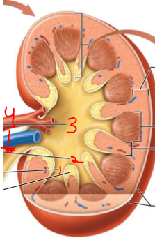 <p>In what order does the renal pyramid taper into a slender papilla </p>