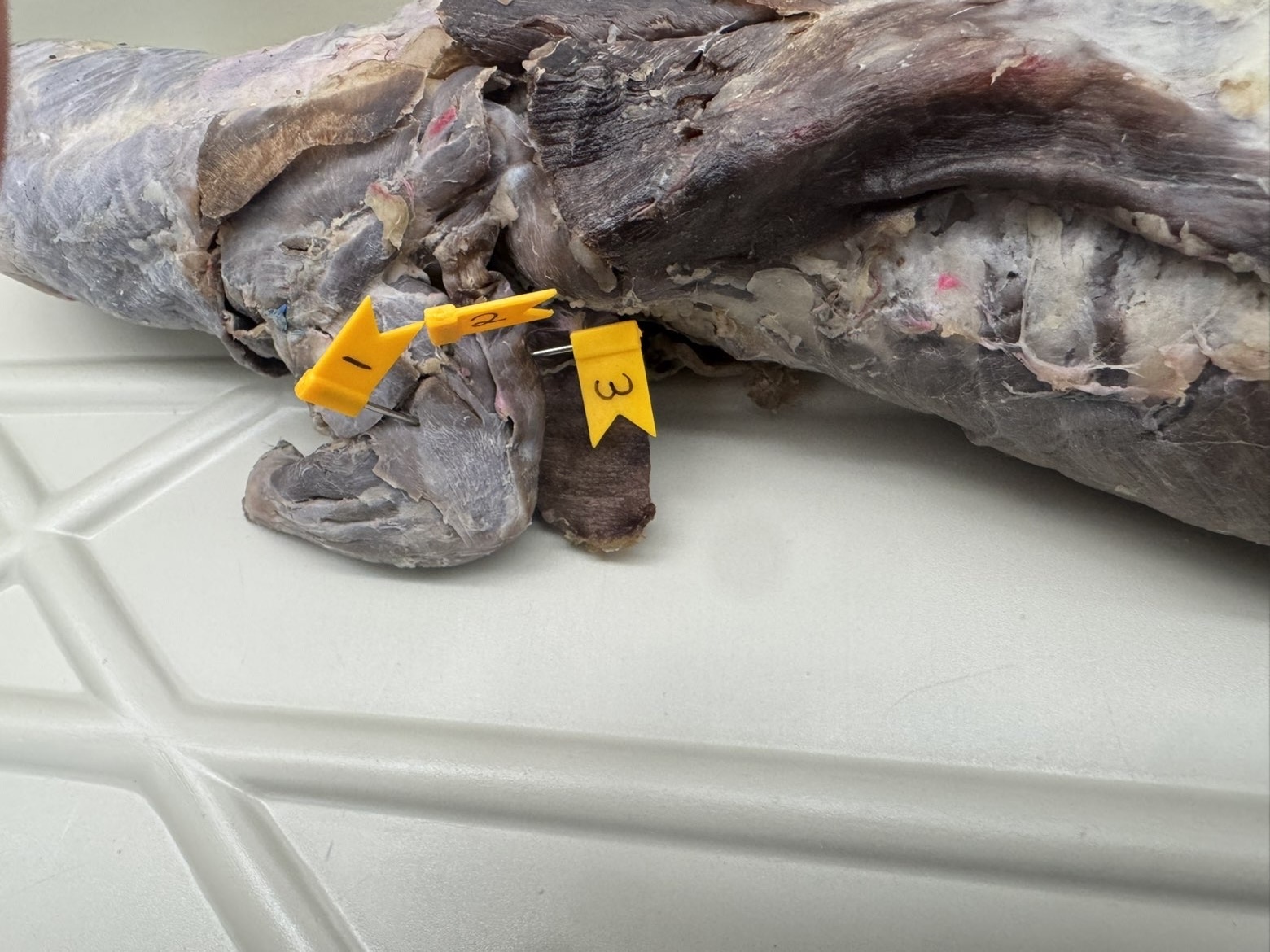 <p>Numbers: </p><p>1</p><p>2</p><p>3</p>