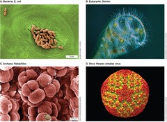 <p>A living organism that requires a microscope to be seen, consisting of a single cell or multicellular, ranging in size from 0.2 mm to 5 mm.</p>
