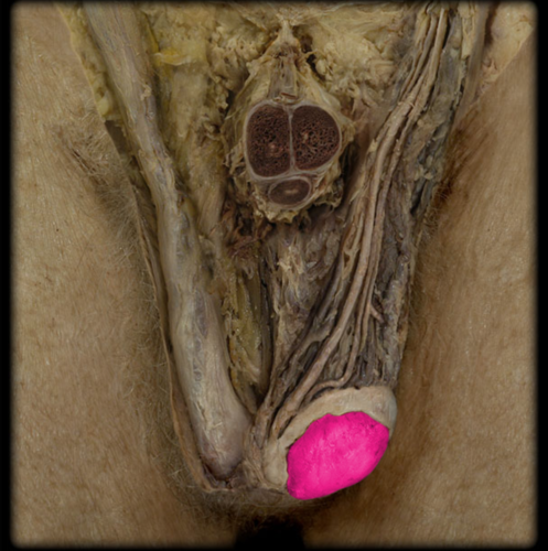 <p>Testis</p>