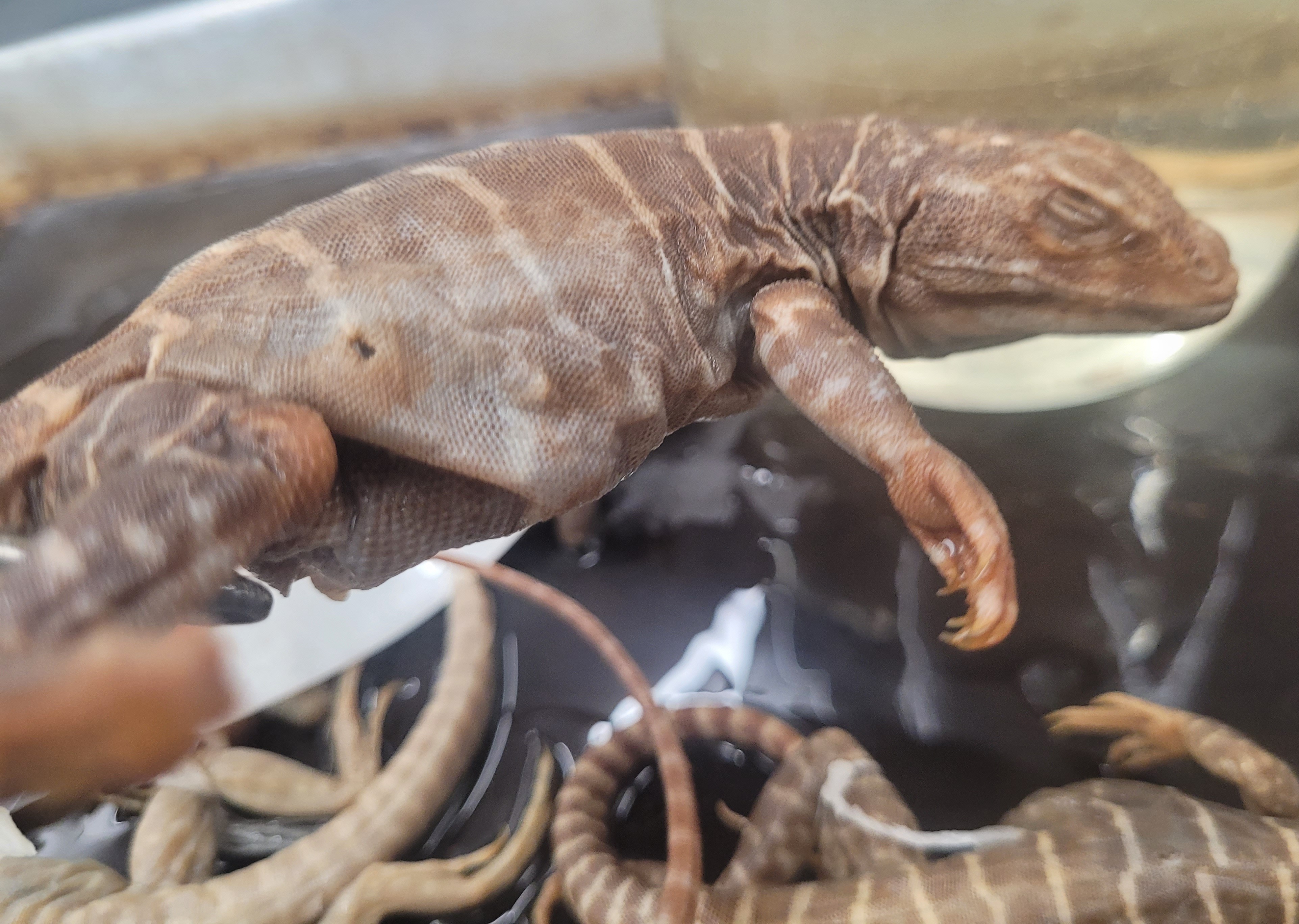 <p>What species is this? </p>