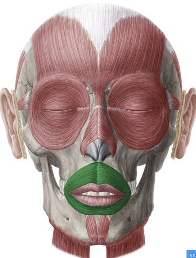 <p>flat band around the upper and lower lips that compresses contracts, puckers, and wrinkles the lips </p>