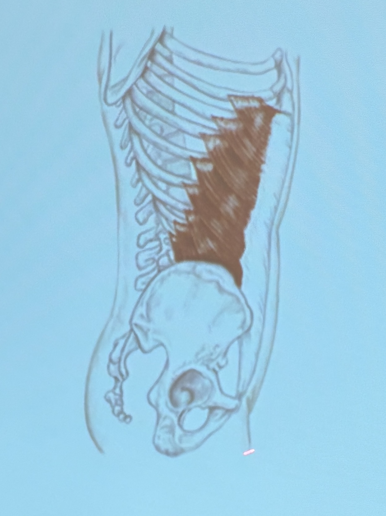 <p>Muscle name?</p>