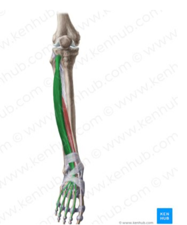 <p>Origem, inserção, inervação e função do m. extensor longo dos dedos:</p>