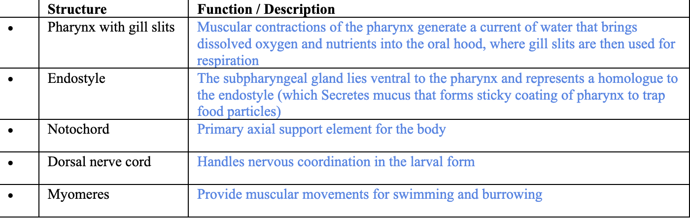 <p><span style="background-color: transparent;">Clade Petromyzontida within Clade Vertebrata within Clade Chordata</span></p><ul><li><p>Not shown in diagram: pharynx with gill slits </p></li></ul><p></p>