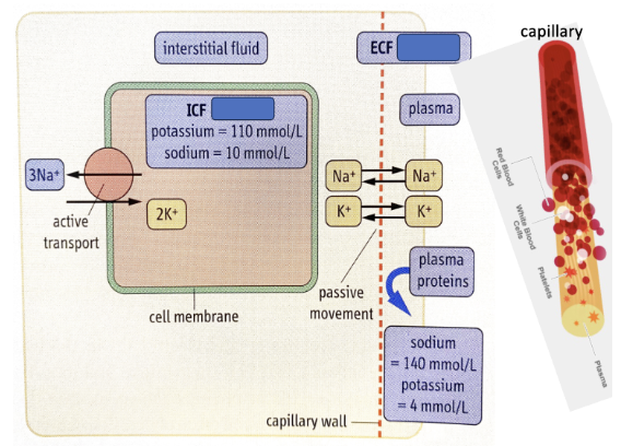 <p>Fluid <strong>inside cells</strong></p>