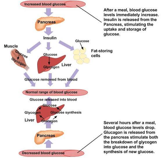 <ul><li><p>Medical condition caused by chronic high bloood sugar (hyperglycemia) </p></li></ul><p><strong>Background on diabetes:</strong></p><ul><li><p>Food breaks down into glucose for cellular energy.</p></li><li><p>Insulin is a hormone that allows glucose to move from the bloodstream into cells.</p></li><li><p>With diabetes, the pancreas makes little or no insulin (depending on severity) OR the body cannot use insulin correctly, which causes sugar to build up in the blood (leading to hyperglycemia or high BG). </p></li><li><p>Type 1: Autoimmune condition in which body attacks insulin producing cells, which means the body makes no insuliin</p></li><li><p>Type 2: A condition in which the body becomes resistant to insulin and does not make enough to overcome it; Most common form.</p></li></ul><p></p><p>*The regulation of blood sugar (BG) is a negative feedback loop. </p>