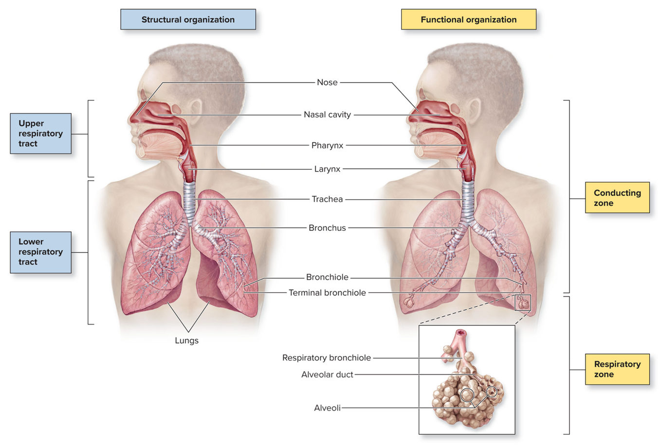 <ol><li><p>Structural</p><ol><li><p>Upper = superior to larynx</p></li><li><p>Lower = trachea and inferior</p></li></ol></li><li><p>Functional</p><ol><li><p>Conducting = transports air</p></li><li><p>Respiratory = gas exchange starts at the respiratory bronchioles</p></li></ol></li></ol><p></p>
