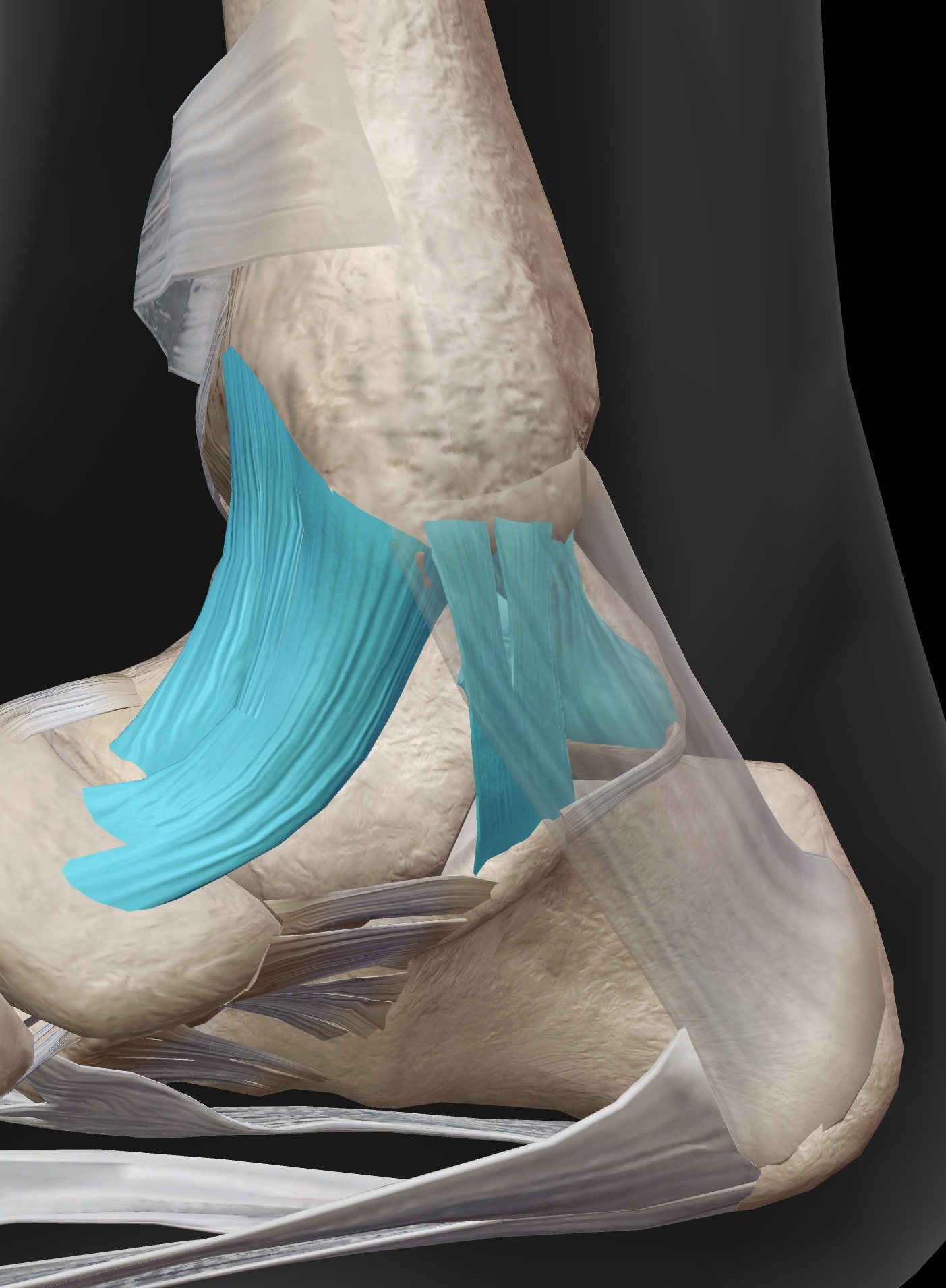 <p>What ligament is this? What does it connect?</p>