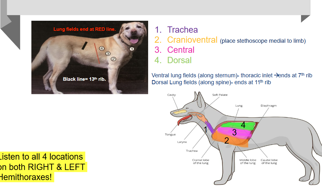 <p>1. Assess respiratory effort</p><p>2. Auscultate trachea to appreciate referred upper airway sounds</p><p>3. Auscultate 3 locations on Left and Right Hemithoraxes</p><p>Cranioventral, Central, Dorsal</p><p>Listen for 1-2 breaths per location</p><p>ormal lung sounds = normal bronchovesicular sounds</p>