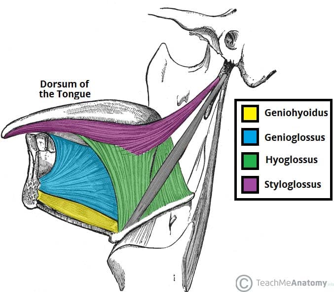 <p>Pulls the tongue up &amp; back <span style="color: rgb(248, 14, 14);"><span>(XII Hypoglossal)</span></span></p>